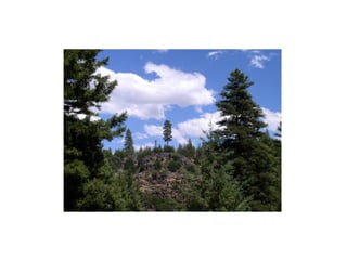 Ponderosa pine