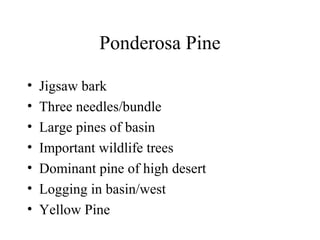Ponderosa Pine 
• Jigsaw bark 
• Three needles/bundle 
• Large pines of basin 
• Important wildlife trees 
• Dominant pine of high desert 
• Logging in basin/west 
• Yellow Pine 
 