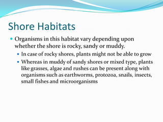 Shore HabitatsOrganisms in this habitat vary depending upon whether the shore is rocky, sandy or muddy. In case of rocky shores, plants might not be able to growWhereas in muddy of sandy shores or mixed type, plants like grasses, algae and rushes can be present along with organisms such as earthworms, protozoa, snails, insects, small fishes and microorganisms