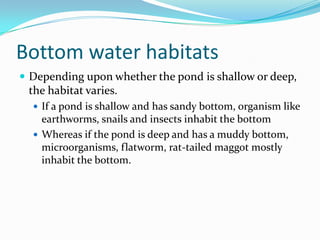 Bottom water habitatsDepending upon whether the pond is shallow or deep, the habitat varies. If a pond is shallow and has sandy bottom, organism like earthworms, snails and insects inhabit the bottomWhereas if the pond is deep and has a muddy bottom, microorganisms, flatworm, rat-tailed maggot mostly inhabit the bottom.