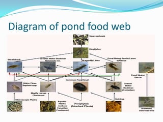 Diagram of pond food web