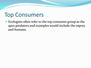 Top ConsumersEcologists often refer to the top consumer group as the apex predators and examples would include the osprey and humans.
