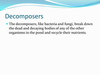 DecomposersThe decomposers, like bacteria and fungi, break down the dead and decaying bodies of any of the other organisms in the pond and recycle their nutrients.