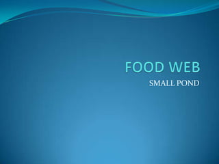 FOOD WEB,[object Object],SMALL POND ,[object Object]