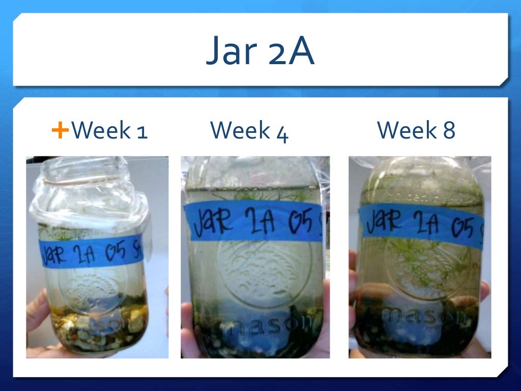 Pond in a jar presentation