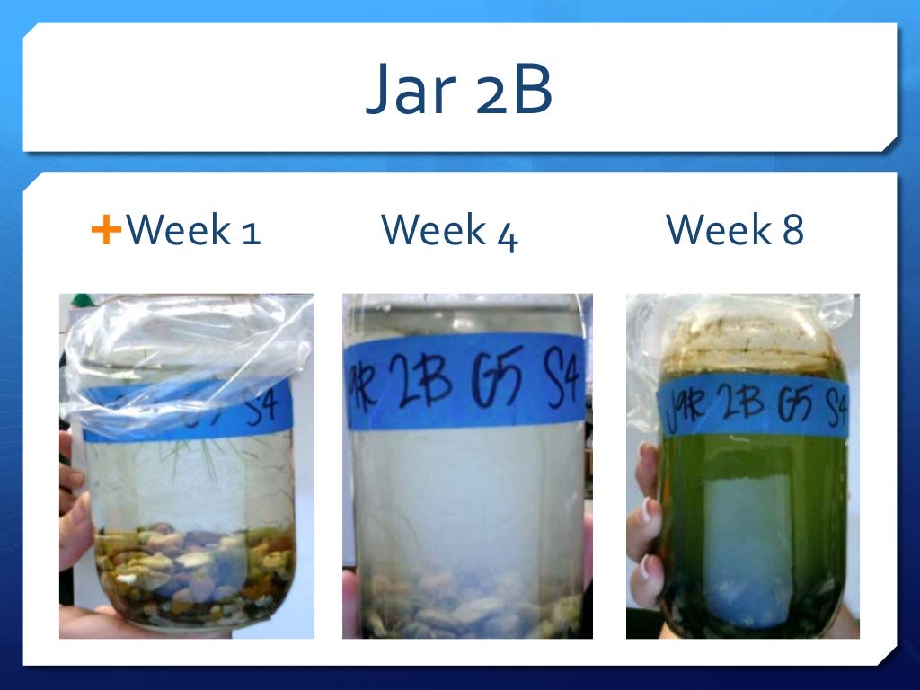 Pond in a jar presentation