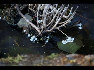 Pond & movement shoot 