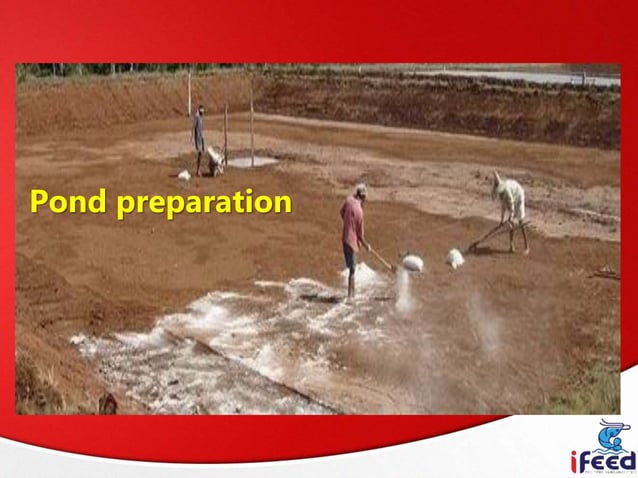 Pond preparation and management.pptx | Gardening | Home & Garden