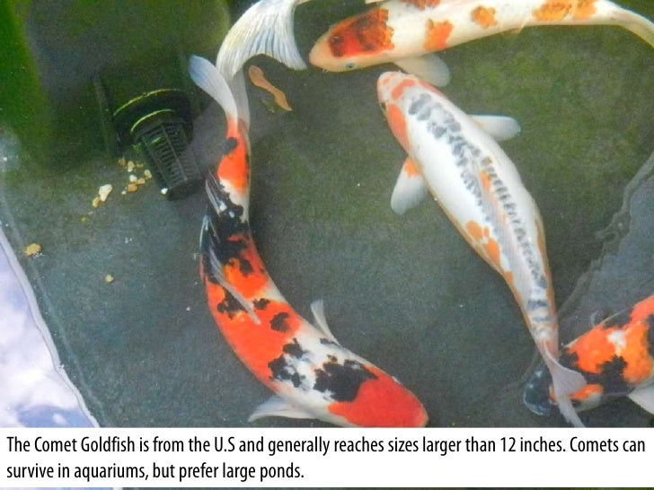 Ponds Plus Offers Wide Variety Of Fish
