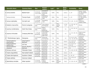 Common Name

Size

Basket Rush

3-5 ft tall
3-8 ft wide

Juncus torreyi

Torrey’s Rush

1-3 ft tall
spreading

X Juncus xiphioides

Iris-leaf rush

1 ½ ft tall
spreading

X Koeleria macrantha

Prairie Junegrass

1-3 ft tall &
wide

X Leymus condensatus

Giant Rye Grass

4-6 ft tall &
wide

X Leymus triticoides

Creeping Wild Rye

< 3 ft tall
spreading

X * Muhlenbergia rigens

Deergrass

2-4 ft tall &
wide

Chairmaker’s
Bullrush
CA Tule

I

Scientific Name

X Juncus textilis

Schoenoplectus
americanus
Schoenoplectus
californicus
Schoenoplectus
robustus

Sturdy (Pacific)
Bullrush

X Scirpus cernuus

Fiberoptic Grass

X Typha angustifolia

Narrowleaf Cattail

X Typha domingensis

Southern Cattail

X Typha latifolia

Alkali sacaton

Spreading/
bunching
perennial
rush
Spreading
perennial
rush

Light++

Soil

Water
Zone+

Availability

Notes
Showy; Good
for wet planter,
pondside

FS/PS

Any

2-3 to 3

1, 14

FS/PS

Any

2-3 to 3

1, 14

Spreading
rush

FS/PS

Any

1-2 to 3

2, 3, 8, 13, 16

Cool-season
bunchgrass

FS/PS

Any;
sandy
best

1-2 to
2-3

1, 5, 8, 10, 13,
16, 19

Showy

FS/PS

Any

1-2

1, 3, 9, 10, 12,
16

streamside

FS/PS

Any

1-2

1, 3, 5, 10, 14,
16

Great vernal
swale or
streambank;

Perennial
bunchgrass

FS

Any

1-2

3, 4, 5, 9, 10,
12, 13, 14, 16

5-7 ft tall
spreading

Spreading
perennial

FS

Any

2-3 to 3

2, 3, 10, 14,
16, 20, 24

seasonal
flooding;
streamside
Shallow water,
pond side

4-8 ft tall
spreading

Spreading
perennial

FS

Any

2-3 to 3

2, 4, 10, 13,
14, 16

Shallow water,
pond side

4-6 ft tall
spreading
< 1 ft tall
2-3 ft wide
3-5 ft tall
spreading
3-8 ft tall
spreading

Spreading
perennial
Bunching
perennial
Bunching
perennial
Bunching
perennial
Bunching
perennial
Warmseason
bunchgrass

FS

Any

2-3 to 3

2, 3, 10, 16,
24

PS

Any

3

FS

Any

2-3 to 3

2, 20

FS

Any

2-3 to 3

2, 10, 14

FS

Any

2-3 to 3

2, 3, 10, 13,
16

Shallow water,
pond side
Shallow water,
pond side
Shallow water,
pond side
Shallow water,
pond side
Shallow water,
pond side

Common Cattail

X Sporobolus airoides

Flower/
season

2-3 ft tall
2-4 ft wide

Warm
season
perennial
Cool-season
perennial
sod-grass;
light mow

FS/PS

welldrained
best

2 to 3

3, 4, 8, 13, 20

2, 3, 8, 13, 16

Showy; Good
for wet planter,
pondside
Best in
contained;
shallow water

Salt-tolerant;
alkali fine
1/18/2011

13

 