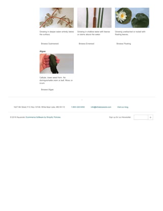Growing in deeper water entirely below
the surface.
Browse Submersed
Growing in shallow water with leaves
or stems above the water.
Browse Emersed
Growing unattached or rooted with
floating leaves.
Browse Floating
Algae
Cellular, lower weed form. No
distinguishable stem or leaf. Moss or
scum.
Browse Algae
1627 9th Street, P.O. Box 10748, White Bear Lake, MN 55110 1­800­328­9350 info@killlakeweeds.com Visit our blog
© 2016 Aquacide. Ecommerce Software by Shopify. Policies. Sign up for our Newsletter  
 