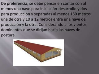 De preferencia, se debe pensar en contar con al 
menos una nave para iniciación-desarrollo y dos 
para producción y separadas al menos 150 metros 
una de otra y 10 a 12 metros entre una nave de 
producción y la otra. Considerando a los vientos 
dominantes que se dirijan hacia las naves de 
postura. 
 