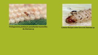 Trichogramma pretiosum parasitando huevecillos
de Diatraea sp
Cotesia flavipes sobre larva de Diatraea sp
 
