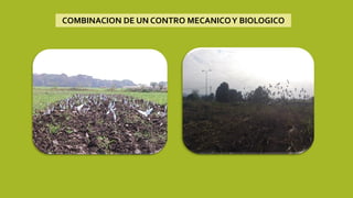 COMBINACION DE UN CONTRO MECANICOY BIOLOGICO
 