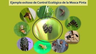 Ejemplo exitoso de Control Ecológico de la Mosca Pinta
 