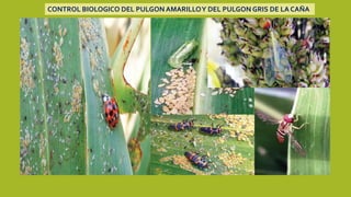 CONTROL BIOLOGICO DEL PULGON AMARILLOY DEL PULGON GRIS DE LA CAÑA
 