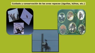 Cuidado y conservación de las aves rapaces (águilas, búhos, etc.)
 