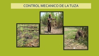 CONTROL MECANICO DE LATUZA
 