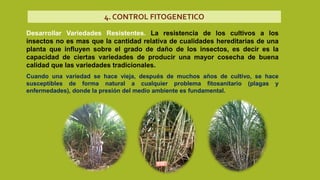 4. CONTROL FITOGENETICO
Desarrollar Variedades Resistentes. La resistencia de los cultivos a los
insectos no es mas que la cantidad relativa de cualidades hereditarias de una
planta que influyen sobre el grado de daño de los insectos, es decir es la
capacidad de ciertas variedades de producir una mayor cosecha de buena
calidad que las variedades tradicionales.
Cuando una variedad se hace vieja, después de muchos años de cultivo, se hace
susceptibles de forma natural a cualquier problema fitosanitario (plagas y
enfermedades), donde la presión del medio ambiente es fundamental.
 
