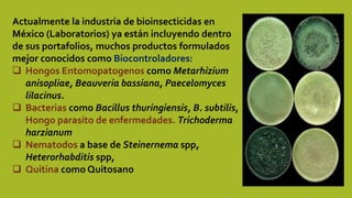 Actualmente la industria de bioinsecticidas en
México (Laboratorios) ya están incluyendo dentro
de sus portafolios, muchos productos formulados
mejor conocidos como Biocontroladores:
 Hongos Entomopatogenos como Metarhizium
anisopliae, Beauveria bassiana, Paecelomyces
lilacinus.
 Bacterias como Bacillus thuringiensis, B. subtilis,
Hongo parasito de enfermedades. Trichoderma
harzianum
 Nematodos a base de Steinernema spp,
Heterorhabditis spp,
 Quitina como Quitosano
 