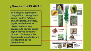 ¿Que es una PLAGA ?
Es cualquier organismo
competidor o antagónico
con un cultivo (plagas
enfermedades, malezas),
cuyas poblaciones en
niveles críticos son
capaces de causar daños
significativos en forma
directa o indirecta a los
órganos de las plantas y a
la economía de los
productores.
Escama
blindada
Acaro
anaranjado
Barrenador
del arroz
Escama café
 