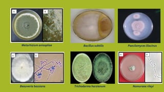 Paecilomyces lilacinus
Trichoderma harzianum
Bacillus subtilis
Nomuraea rileyi
Beauveria bassiana
Metarhizium anisopliae
 