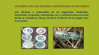 Uso eficiente y responsable de los plaguicidas (herbicidas,
insecticidas, fungicidas, rodenticidas, etc.) y utilizarlo solo en las área
donde se consideren críticas, donde la incidencia de las plagas sean
muy fuertes.
UN EJEMPLO DEL USO RACIONALY RESPONSABLE DE UN QUIMICO
 