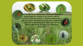 En la medida en que se utilicemos Manejos Integrados
de las Plagas que afectan a los cultivos (caña de
azúcar), donde las técnicas o componentes de estas
sean racionales, eficientes y de bajo costo, lograremos
como Plus el “Equilibrio Ambiental y por ende un
balance natural de las plagas y sus enemigos
naturales”
 