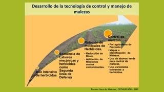 Desarrollo de la tecnología de control y manejo de
malezas
Fuente: Área de Malezas , CENGICAÑA 2009
 