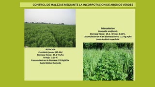 CONTROL DE MALEZAS MEDIANTE LA INCORPOTACION DE ABONOS VERDES
 