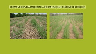 CONTROL DE MALEZAS MEDIANTE LA INCORPORACION DE RESIDUOS DE COSECHA
 