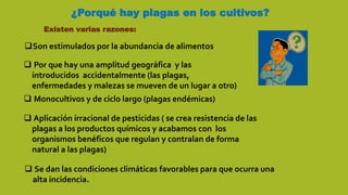¿Porqué hay plagas en los cultivos?
Son estimulados por la abundancia de alimentos
 Por que hay una amplitud geográfica y las
introducidos accidentalmente (las plagas,
enfermedades y malezas se mueven de un lugar a otro)
 Monocultivos y de ciclo largo (plagas endémicas)
 Aplicación irracional de pesticidas ( se crea resistencia de las
plagas a los productos químicos y acabamos con los
organismos benéficos que regulan y contralan de forma
natural a las plagas)
 Se dan las condiciones climáticas favorables para que ocurra una
alta incidencia.
Existen varias razones:
 