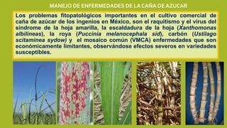 Los problemas fitopatológicos importantes en el cultivo comercial de
caña de azúcar de los ingenios en México, son el raquitismo y el virus del
síndrome de la hoja amarilla, la escaldadura de la hoja (Xanthomonas
albilineas), la roya (Puccinia melanocephala sid), carbón (Ustilago
scitaminea sydow) y el mosaico común (VMCA) enfermedades que son
económicamente limitantes, observándose efectos severos en variedades
susceptibles.
MANEJO DE ENFERMEDADES DE LA CAÑA DE AZUCAR
 