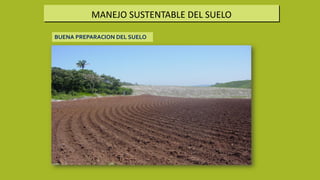 MANEJO SUSTENTABLE DEL SUELO
BUENA PREPARACION DEL SUELO
 