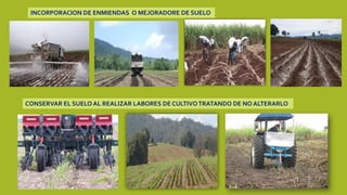 INCORPORACION DE ENMIENDAS O MEJORADORE DE SUELO
CONSERVAR EL SUELO AL REALIZAR LABORES DE CULTIVOTRATANDO DE NO ALTERARLO
 