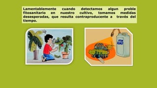 Lamentablemente cuando detectamos algun proble
fitosanitario en nuestro cultivo, tomamos medidas
desesperadas, que resulta contraproducente a través del
tiempo.
 
