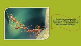 Cuando hay organización,
disciplina y voluntad de hacer la
cosas bien… no existen barrera
para lograr los objetivos
 