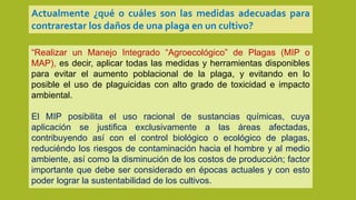 “Realizar un Manejo Integrado “Agroecológico” de Plagas (MIP o
MAP), es decir, aplicar todas las medidas y herramientas disponibles
para evitar el aumento poblacional de la plaga, y evitando en lo
posible el uso de plaguicidas con alto grado de toxicidad e impacto
ambiental.
El MIP posibilita el uso racional de sustancias químicas, cuya
aplicación se justifica exclusivamente a las áreas afectadas,
contribuyendo así con el control biológico o ecológico de plagas,
reduciéndo los riesgos de contaminación hacia el hombre y al medio
ambiente, así como la disminución de los costos de producción; factor
importante que debe ser considerado en épocas actuales y con esto
poder lograr la sustentabilidad de los cultivos.
Actualmente ¿qué o cuáles son las medidas adecuadas para
contrarestar los daños de una plaga en un cultivo?
 