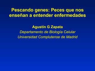 Pescando genes: Peces que nos enseñan a entender enfermedades Agustín G Zapata Departamento de Biología Celular Universidad Complutense de Madrid 