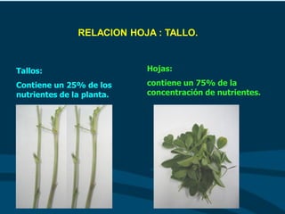 Hojas:
contiene un 75% de la
concentración de nutrientes.
Tallos:
Contiene un 25% de los
nutrientes de la planta.
RELACION HOJA : TALLO.
 