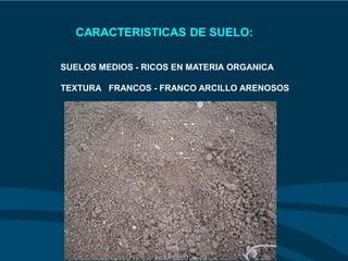 CARACTERISTICAS DE SUELO:
SUELOS MEDIOS - RICOS EN MATERIA ORGANICA
TEXTURA FRANCOS - FRANCO ARCILLO ARENOSOS
 
