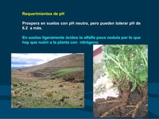 Requerimientos de pH
Prospera en suelos con pH neutro, pero pueden tolerar pH de
6.2 a más.
En suelos ligeramente ácidos la alfalfa poco nodula por lo que
hay que nutrir a la planta con nitrógeno.
 