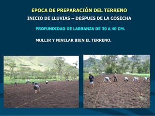 EPOCA DE PREPARACIÓN DEL TERRENO
INICIO DE LLUVIAS – DESPUES DE LA COSECHA
PROFUNDIDAD DE LABRANZA DE 30 A 40 CM.
MULLIR Y NIVELAR BIEN EL TERRENO.
 