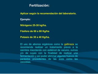 Fertilización:
Aplicar según la recomendación del laboratorio.
Ejemplo:
Nitrógeno 25-30 kg/ha.
Fósforo de 60 a 80 Kg/ha
Potasio de 30 a 40 Kg/ha.
El uso de abonos orgánicos como la gallinaza se
recomienda realizar un tratamiento previo a la
siembra mezclando con estiércol de vacuno, ovinos
y/o de cuyes con la finalidad de realizar una
fermentación y así poder eliminar algunos huevos de
parásitos procedentes de las aves como las
coccidias.
 