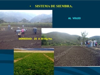 • SISTEMA DE SIEMBRA.
AL VOLEO
DENSIDAD: 25 A 30 Kg/ha.
 
