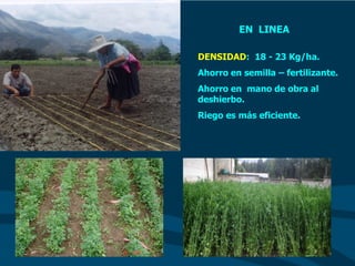 EN LINEA
DENSIDAD: 18 - 23 Kg/ha.
Ahorro en semilla – fertilizante.
Ahorro en mano de obra al
deshierbo.
Riego es más eficiente.
 