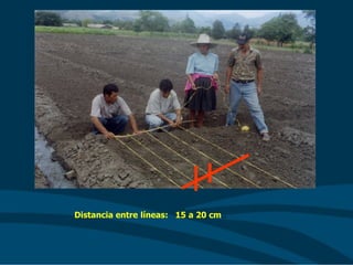 Distancia entre líneas: 15 a 20 cm..
 