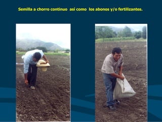 Semilla a chorro continuo así como los abonos y/o fertilizantes.
 