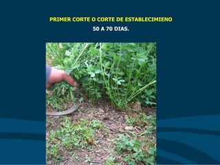 PRIMER CORTE O CORTE DE ESTABLECIMIENO
50 A 70 DIAS.
 