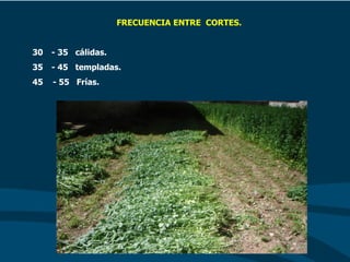 FRECUENCIA ENTRE CORTES.
30 - 35 cálidas.
35 - 45 templadas.
45 - 55 Frías.
 